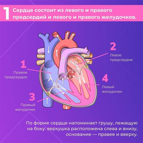 Как работает сердце