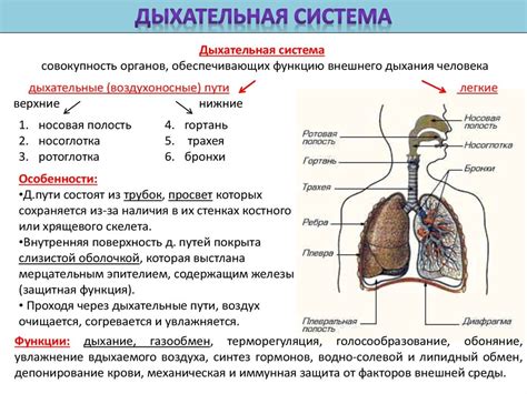 Как работают органы дыхания и почечная система