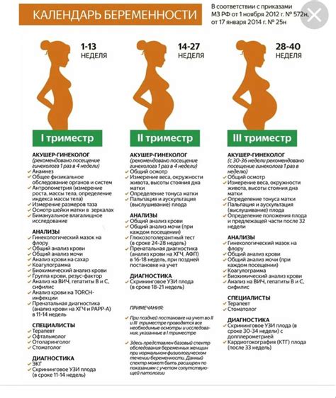 Как разделить беременность на триместры