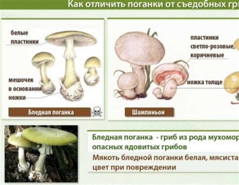 Как различить шампиньон от поганки: основные признаки