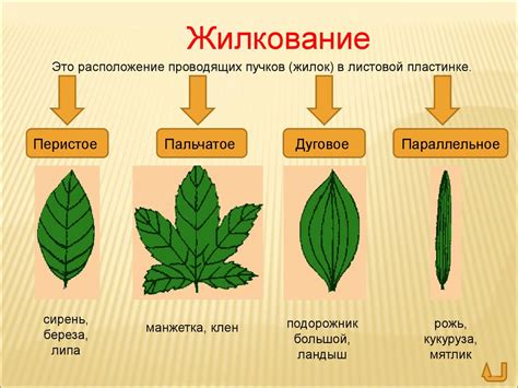 Как разные типы листьев у стрелолиста влияют на растение и окружающую среду