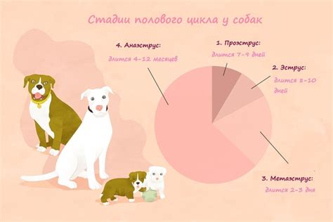 Как распознать течку у лайки: основные признаки