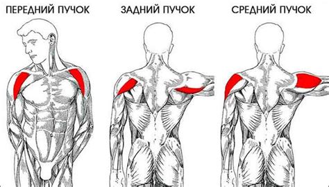 Как распределить нагрузку на плечи