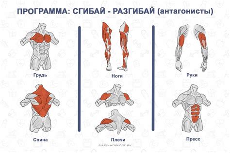 Как распределить тренировки с треугольным ножом на неделю