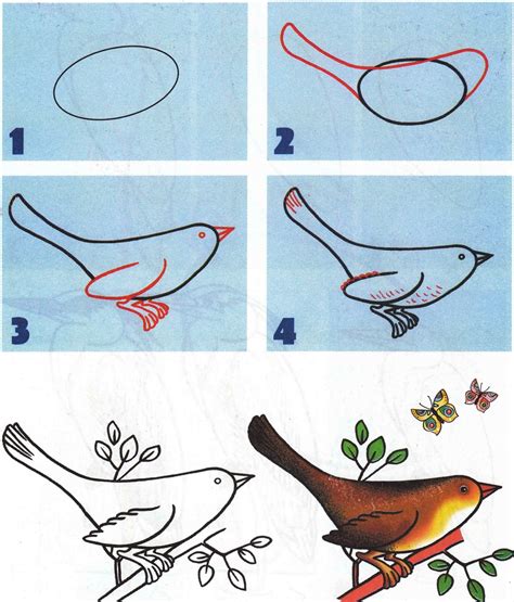 Как рисовать птицу в полете: пошаговый курс
