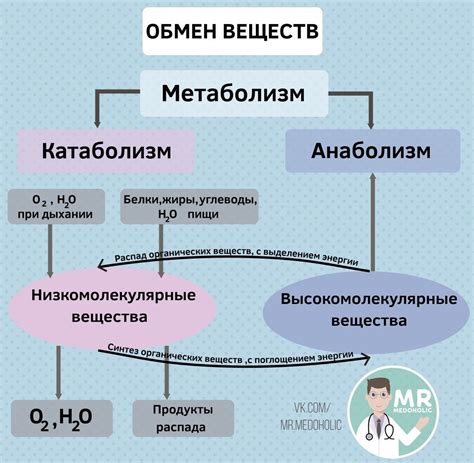 Как сиофор влияет на обмен веществ?