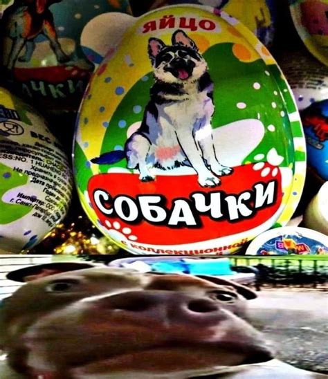 Как скопировать яйцо собаки и создать собаку?