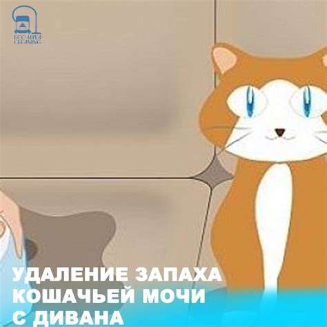 Как снять запах кошачьей мочи с дивана с помощью соды: эффективные способы