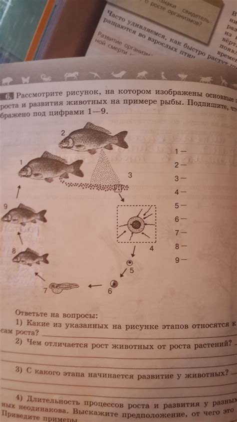 Как создать автоферму рыбы: основные этапы