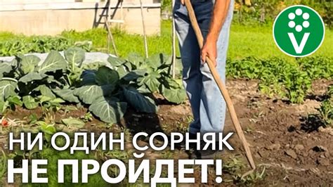 Как сорняки влияют на урожайность?