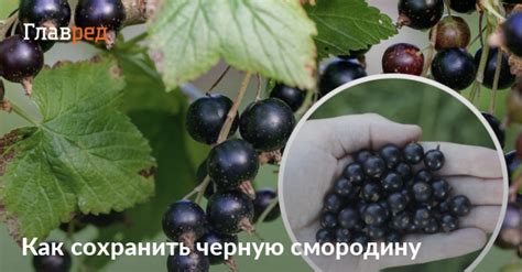 Как сохранить смородину на зиму: лучшие способы и рецепты