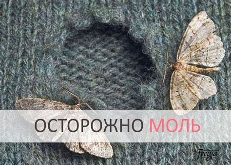 Как сохранить шерстяные вещи от моли: 6 проверенных методов