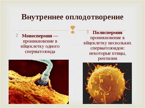 Как стимулировать яйцеклетки эффективно