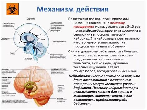 Как увеличить уровень дофамина и серотонина в организме?