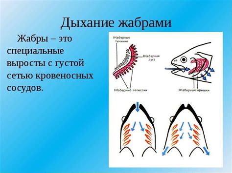 Как удалить жабры у сазана