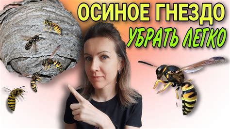 Как удалить осиное гнездо: основные методы и инструменты