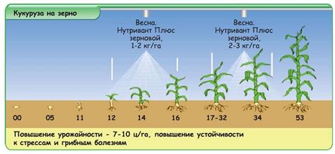 Как удобрить кукурузу в августе