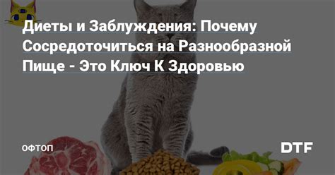 Как удовлетворить потребность в разнообразной пище у кота