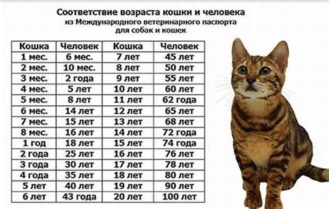 Как узнать возраст кота по человеческой шкале: руководство и рекомендации