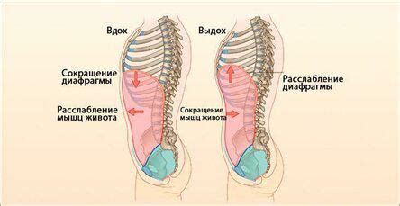 Как улучшить вдох животом: полезные советы и инструкция