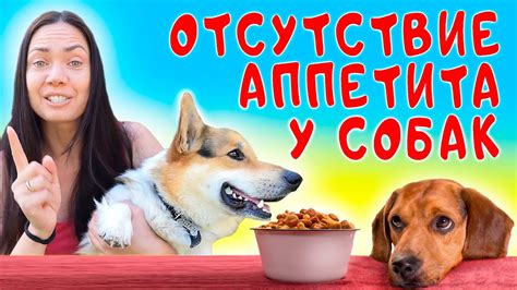 Как улучшить собачий аппетит? Предлагаем решение!