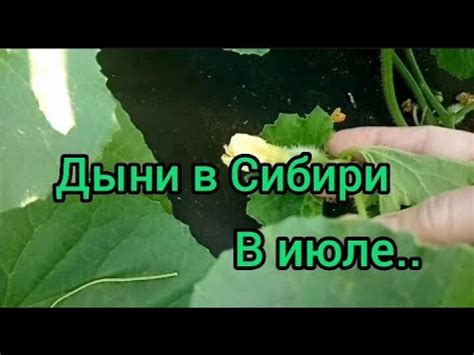 Как ускорить процесс созревания дыни