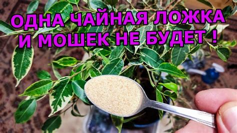 Как устранить мошек на кухне: эффективные средства и способы