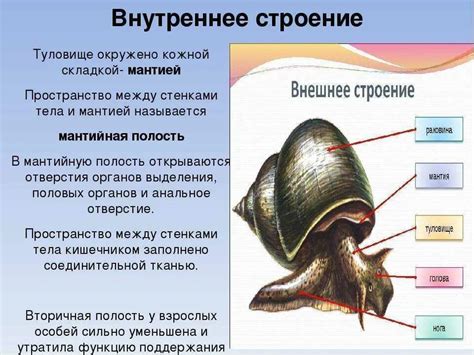 Как устроена мантийная полость у моллюсков