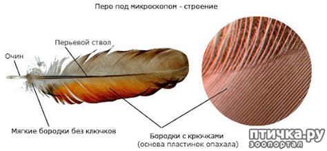 Как устроено перо уток: особенности структуры и свойства