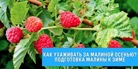 Как ухаживать за малиной осенью