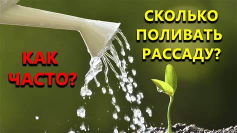 Как часто поливать и сколько воды использовать