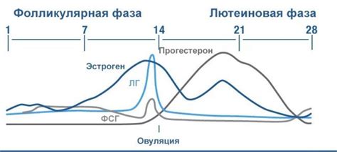 Калькулятор длины лютеиновой фазы