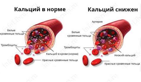 Кальций в крови: роли и функции