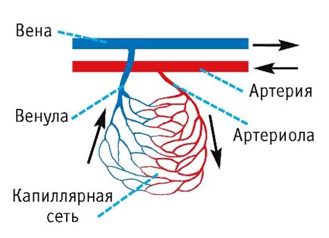 Капилляры: ключевая роль в кровообращении