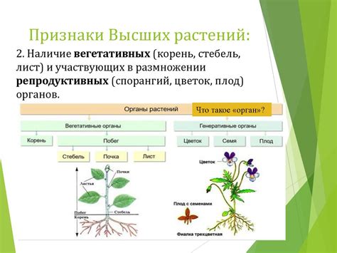 Категория высших растений