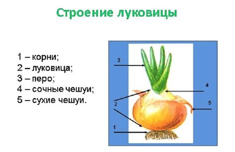 Качественный навоз - залог успешного роста лука