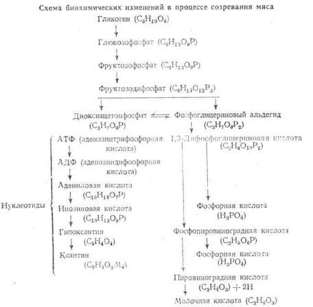 Качество мяса после созревания