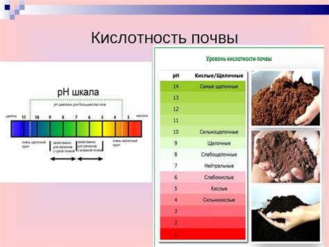 Кислотность почвы