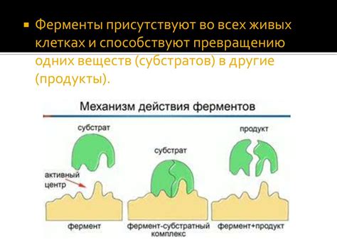 Кислотные ферменты