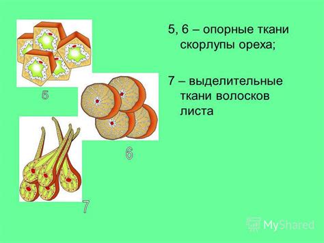 Классификация клеток по строению и функциям