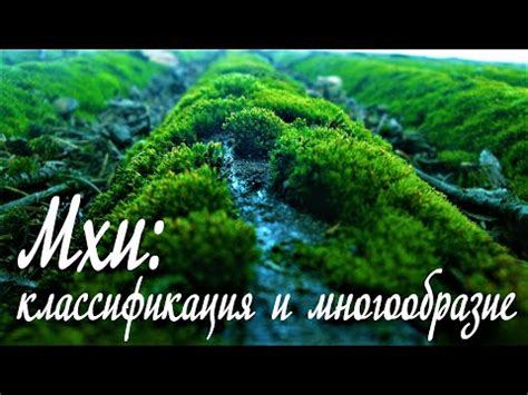 Классификация мхов и их особенности