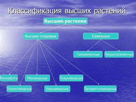 Классификация растений: важная научная задача