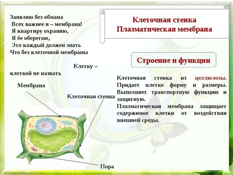 Клетка как основная структурная единица растения