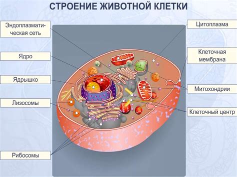 Клетка как самостоятельная жизненная единица