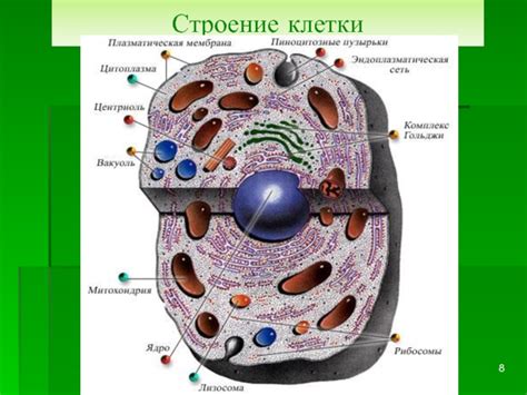 Клетка - основа жизненных процессов