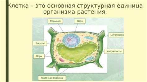 Клетка - основная структурная единица растения