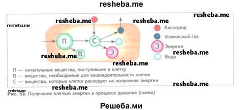 Клетка - регулятор жизнедеятельности