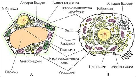 Клетка - строительный материал организма