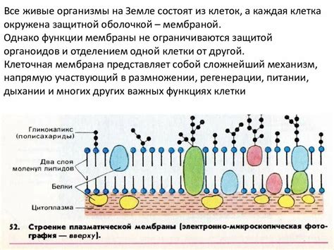 Клеточная организация губок и ее ограничения