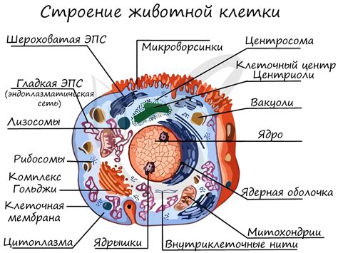 Клеточная структура